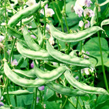dolichos%20bean%20arka%20jay