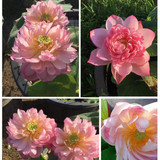 peachy girl111 1656083145 117.217.206.40