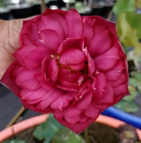 red partition lotus 1.jpg