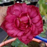 red partition lotus 1