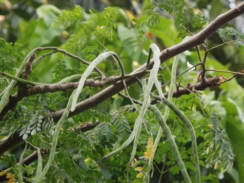 Moringa oleifera 02.jpg