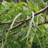 Moringa oleifera 02