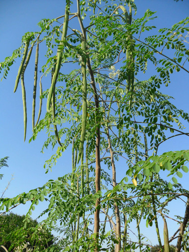 drumstick tree.jpg