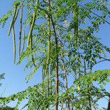 drumstick tree