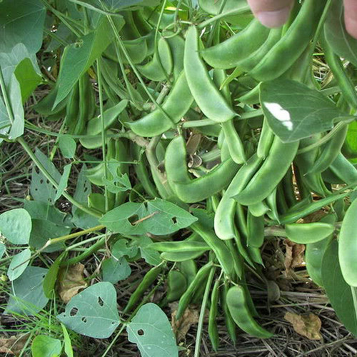 Papdi Beans Dolichos lablab 1024x.jpg