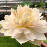 brilliant orange opt1