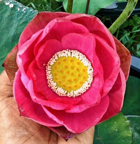 chalee lotus tuber.jpg
