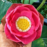 chalee lotus tuber