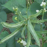 csr organics organic terrace garden vegetable chettu chikkudu plant borad bean seeds 5 1000x1000