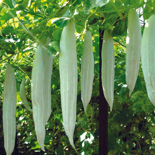 snakegourdseeds.jpg