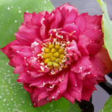 red nannalin opt
