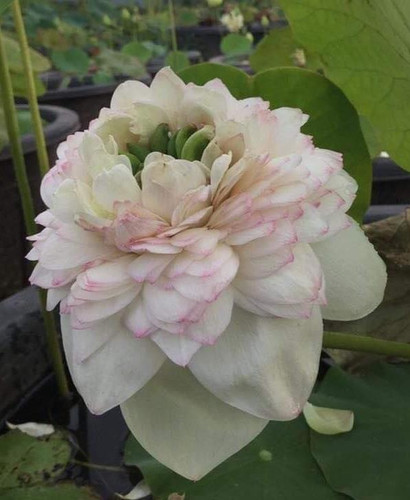 Rose Pink opt1.jpg