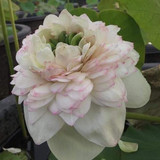 Rose Pink opt1