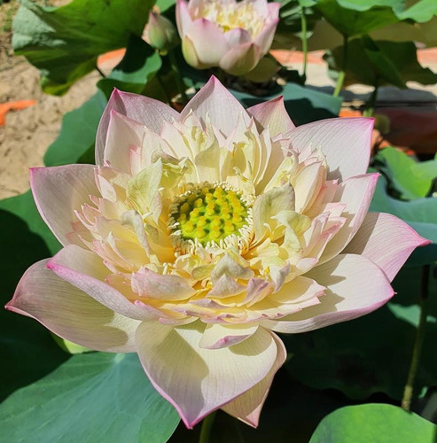 IC Lotus opt.jpg
