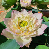 IC Lotus opt