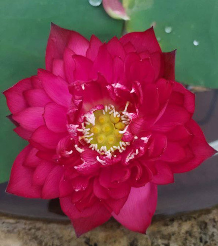 Happiness Lotus Tuber.jpg