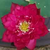 Happiness Lotus Tuber