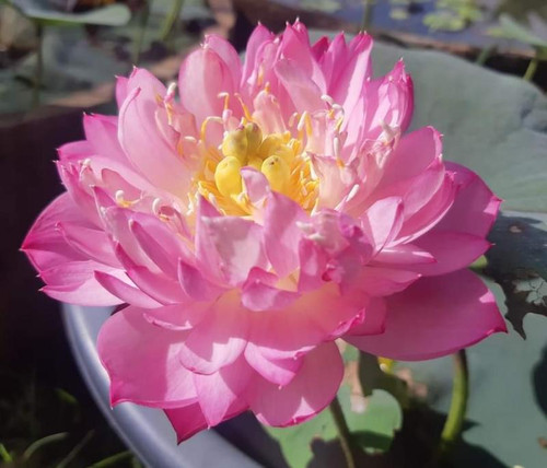 Thai lotus opt.jpg