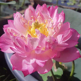 Thai lotus opt