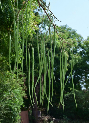 stock photo moringa oleifera pods or drumsticks drumsticks are most nutritious vegetable 2183648837 .jpg
