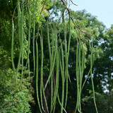 stock photo moringa oleifera pods or drumsticks drumsticks are most nutritious vegetable 2183648837 