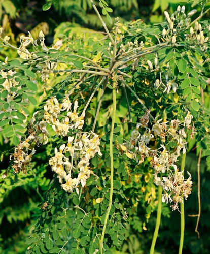 moringa oleifera is a drought resistant tree of the family moringaceae native to the indian subconti