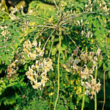 moringa oleifera is a drought resistant tree of the family moringaceae native to the indian subconti