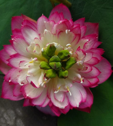 sunset lotus 1.jpg