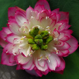 sunset lotus 1