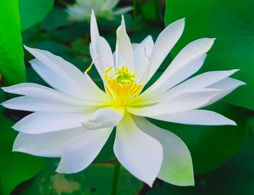 foreigner lotus.jpg