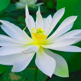 foreigner lotus