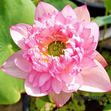 vasuki 1