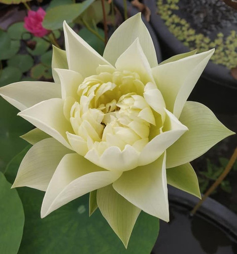 Yellow pror pink1.jpg