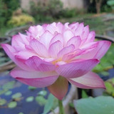 fen chong opt