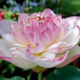 gp lotus2
