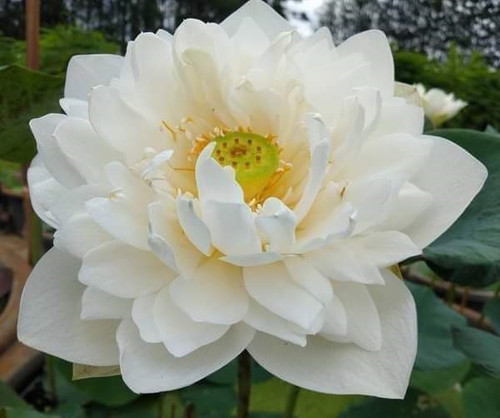 Kaekwan lotus.jpg
