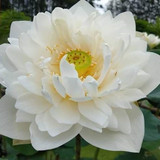 Kaekwan lotus