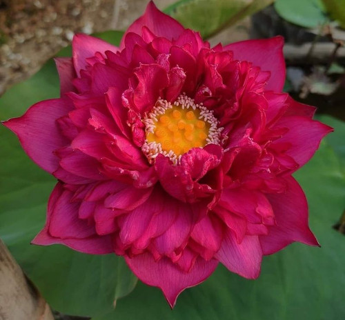 Red Peony11 opt1.jpg