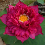 Red Peony11 opt1