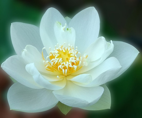WHITE PUFF.jpg