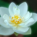 WHITE PUFF