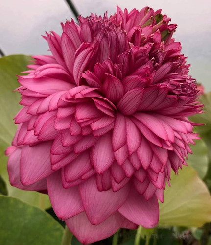 1000 petal 1.jpg