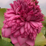 1000 petal 1