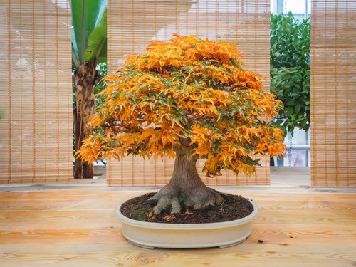 Japanese Maple Tree indoors