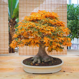 Japanese Maple Tree indoors