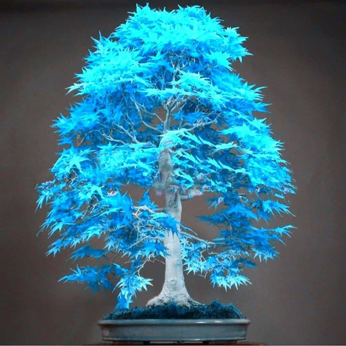 blue bonsqi tree.jpg
