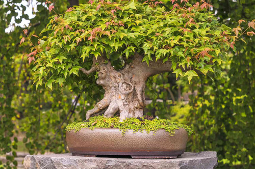 growing japanese maple bonsai 5085314 02 d3f41f2a659e4d1ba5d1eb2b53978277.jpg