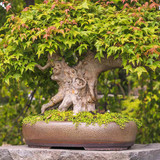 growing japanese maple bonsai 5085314 02 d3f41f2a659e4d1ba5d1eb2b53978277