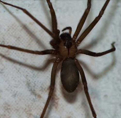 Exterminator Pittsburgh PA - Spectrum Pest Control (412) 532-1380.jpg