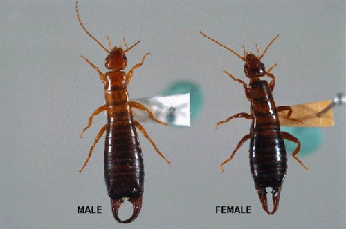 Exterminator Pittsburgh - Spectrum Pest Control (412) 532-1380.jpg